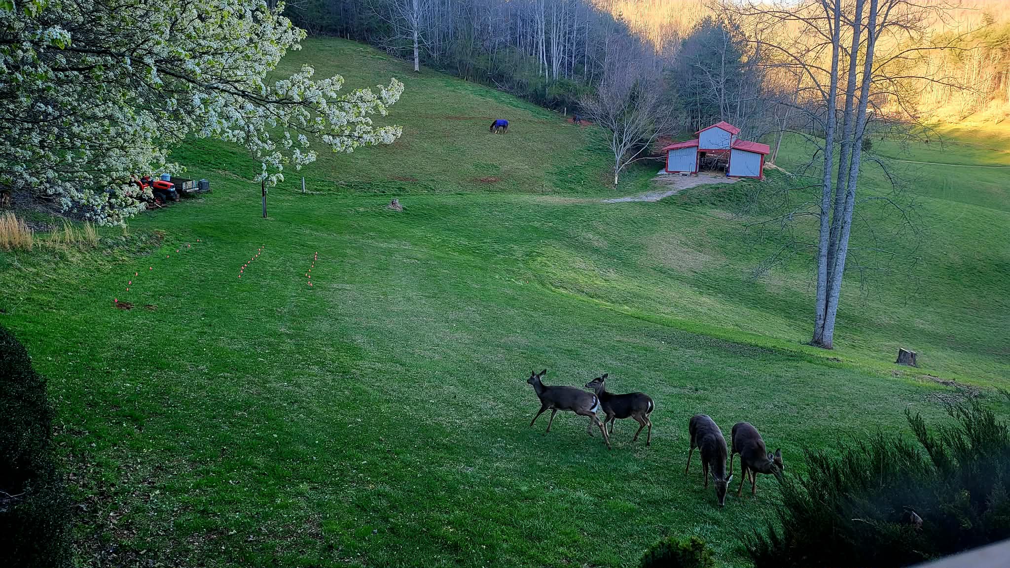 Deer grazing on the lawn at dusk with red barn in background